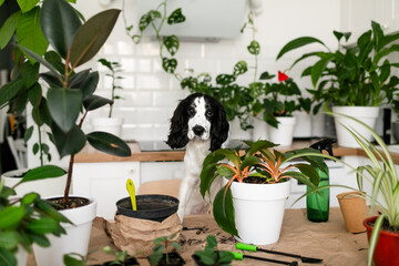 A white Russian spaniel puppy with black ears is peeking at the table where flowers, rakes,...