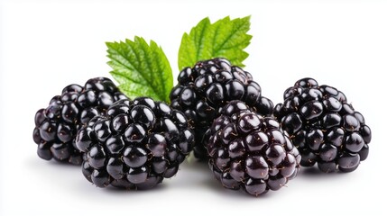 Glossy Plump Blackberries Cluster Isolated on White Background