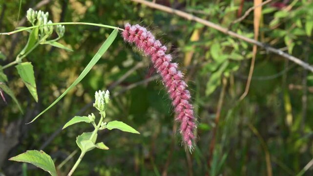 Pennisetum pedicellatum grass. This is an indigenous grass of&nbsp;Ethiopia&nbsp;of the&nbsp;monocot&nbsp;angiosperm&nbsp;plant family&nbsp;Poaceae. Its common names desho,&nbsp;annual kyasuwa grass, bare grass, and&nbsp;deenanath grass.