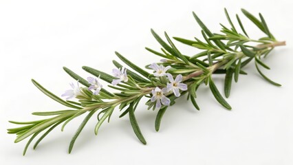 Fototapeta premium Fresh Rosemary Sprig with Delicate Flowers on White Background 