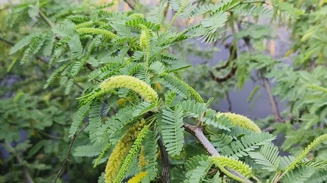 Kikar tree branch full of leaves and thorns, Scientific name Arabica acacia.