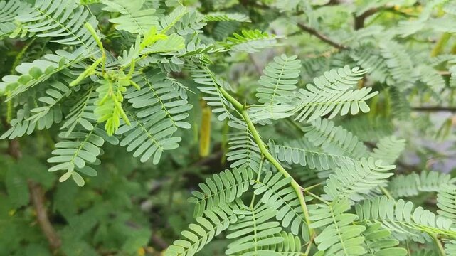 Kikar tree branch full of leaves and thorns, Scientific name Arabica acacia.
