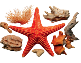 Vibrant orange starfish surrounded by diverse sea textures coral, driftwood, and sea sponge.  A captivating oceanthemed composition, perfect for travel, nature, or summer designs.