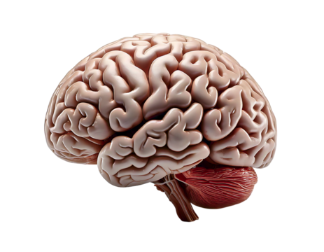Highdetail 3D render of a human brain, showcasing intricate textures and anatomical accuracy.