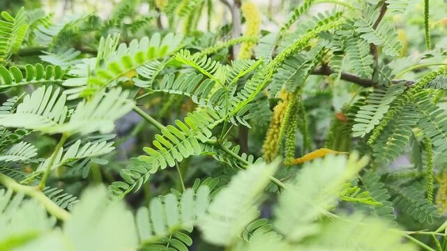 Kikar tree branch full of leaves and thorns, Scientific name Arabica acacia.