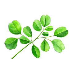 Green and Yellow Buxus Leaves, Sprig, Plant Illustration, Botanical Art