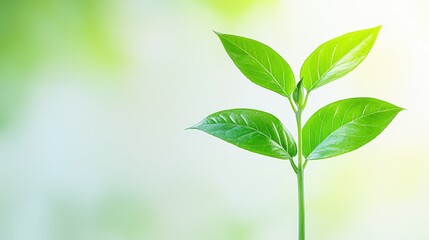Fototapeta premium A young green plant with vibrant leaves stands against a softly blurred light background, symbolizing growth and renewal.