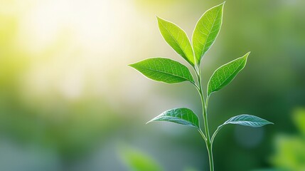 A vibrant green sprout with lush leaves, illuminated by soft sunlight, symbolizing growth and new beginnings.