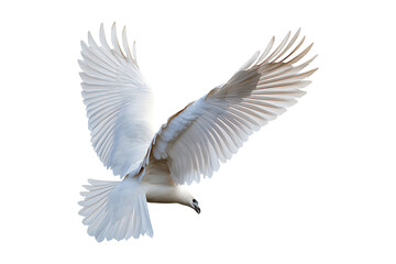 Obraz premium Wing Seal Isolated on White and Transparent Background PNG Image.