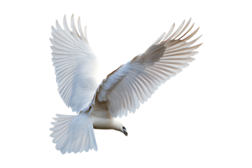 Wing Seal Isolated on White and Transparent Background PNG Image.