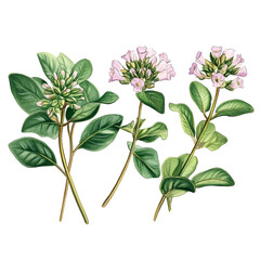 Fresh Green Basil Sprig Culinary Herb, Aromatic Leaves, Cooking Ingredient