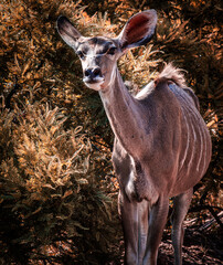 Fototapeta premium deer in the woods