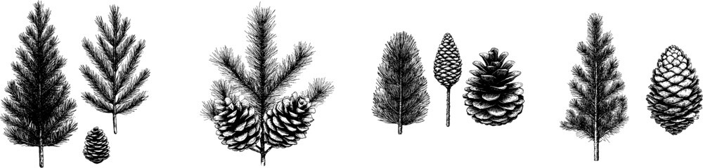 Fir tops and a pine cone minimalistic line art graphic black vector illustration