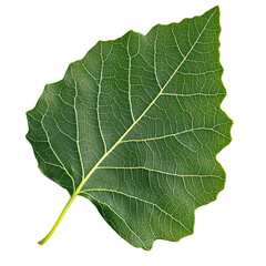 Detailed Close-Up of a Green Leaf Against Black Background