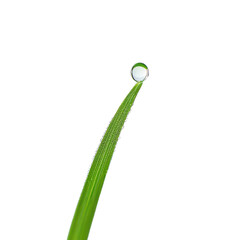 Droplet of Nature: The Beauty of a Water Pearl on Grass