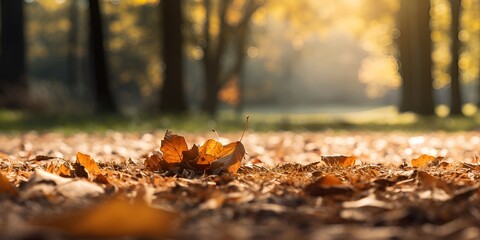 Autumn leaves falling on the ground in an autumn forest with sunlight and a blurred background. \