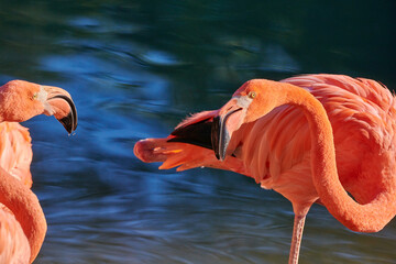 Caribbean flamingo in artificial habitat.
The Caribbean flamingo (Phoenicopterus ruber) is a species of bird from the flamingidae family. 

