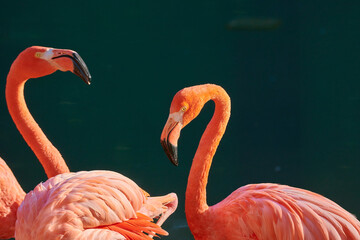 Caribbean flamingo in artificial habitat.
The Caribbean flamingo (Phoenicopterus ruber) is a species of bird from the flamingidae family. 
