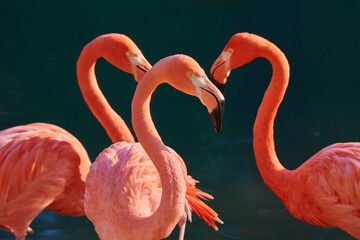 Caribbean flamingo in artificial habitat.
The Caribbean flamingo (Phoenicopterus ruber) is a species of bird from the flamingidae family. 
