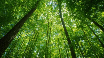 Naklejka premium A serene view of tall trees reaching towards the sky, surrounded by lush green leaves, creating a peaceful atmosphere in a forest.