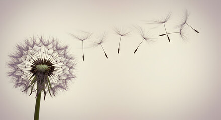 Dandelion seed dispersal sequence featuring fluff carried gracefully by the wind