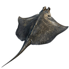 Majestic Stingray Gliding Beneath the Waves on white background