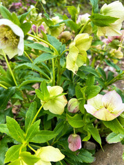 公園に咲くクリスマスローズ