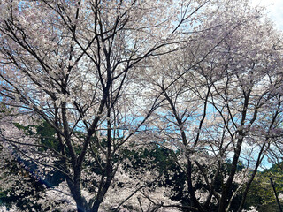青空と桜の木々