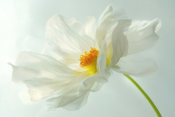 Obraz premium delicate chamomile flower crisp white petals yellow center highkey lighting pure white background botanical detail
