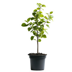 Natural deciduous plant png vibrant deciduous foliage png seasonal deciduous plant png elegant deciduous plant png detailed deciduous plant png transparent background image