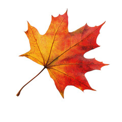 Fototapeta premium Vibrant Autumn Maple Leaf Isolated on Black Background