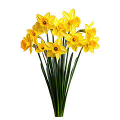 Obraz premium Bright and Cheerful Daffodil Bouquet with Transparent Background