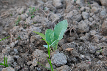 Cauliflower seedling in field, Cauliflower plant in field