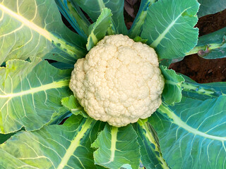 Cauliflower plant in field, Cauliflower in field ready to harvesting