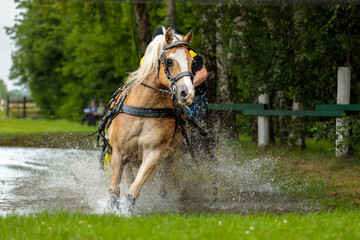 Pferdegespann in Aktion © Markus Hallmann