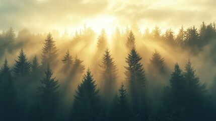 Fototapeta premium Golden Sun Rays Piercing Foggy Forest Pine Trees at Dawn