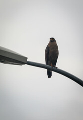 crested serpent eagle resting on street light pole
