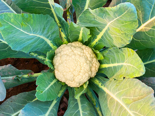 Cauliflower in field, Cauliflower plants growing in field