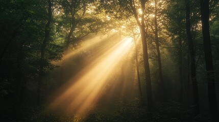 Fototapeta premium Intense Sunlight Beams in Dark Forest at Sunrise