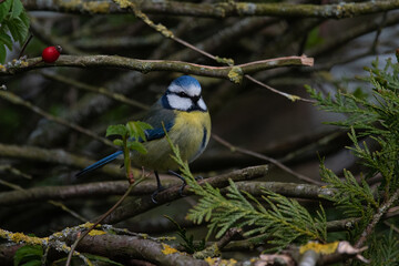 portrait d'une mésange bleue (Cyanistes caeruleus)