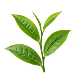 Close up of a tea plant stem with vibrant green leaves isolated on transparent background