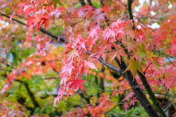 Leaves of maple which turned red and yellow