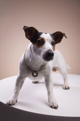jack russell terrier portrait of the dog in studio
