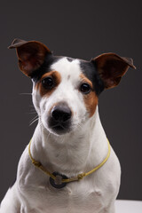 jack russell terrier portrait of the dog in studio