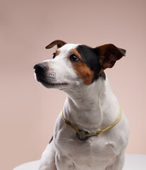 jack russell terrier portrait of the dog in studio