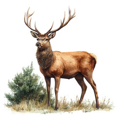 A watercolor painting of a deer, isolated on a white background. Deer vector.

