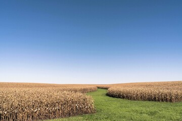 Punjab's corn field is a beautiful sight