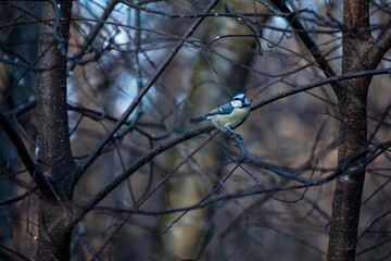 A small bird standing on a tree branch