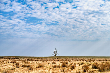 Solitary Tree in a Vast Field Beneath a Vast Sky, Endelave, Denmark