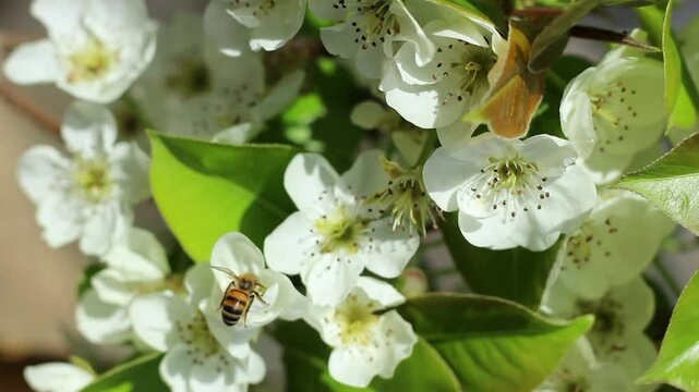 Flowering pear tree and bee in orchard under sun light in spring time. Close up, detail.